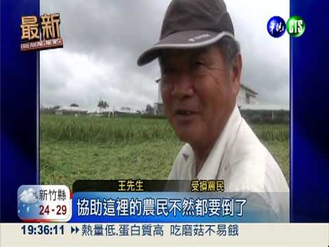 連日雨釀災 屏東千頃稻田毀了!