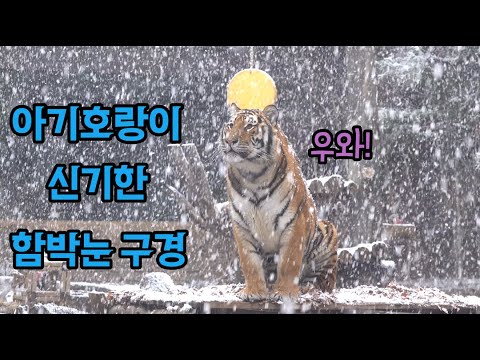 아이콘