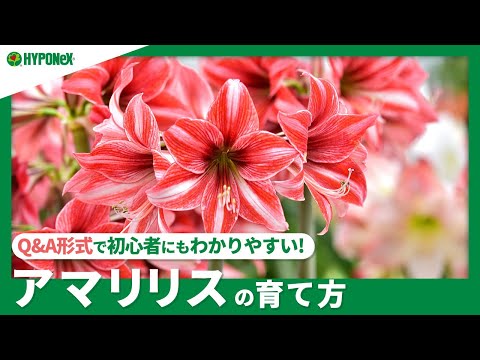 園芸 移植に関するよくある質問