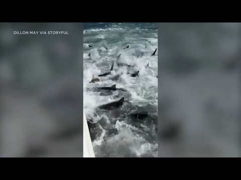 Video shows group of sharks in feeding frenzy