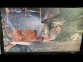 Antz 1998 Wrecking Ball Pal Pitch