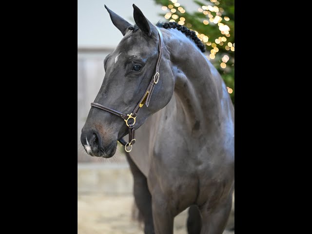 Wiske van het Lindehof - walk & 360