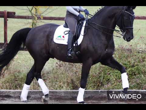 OLD Deckhengst Sir Bedo - von Sandro Hit - Tin Rocco - Vollkorn xx