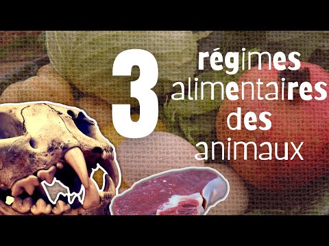 Les p'tits curieux - Les 3 régimes alimentaires des animaux - Cycle 2 - #11