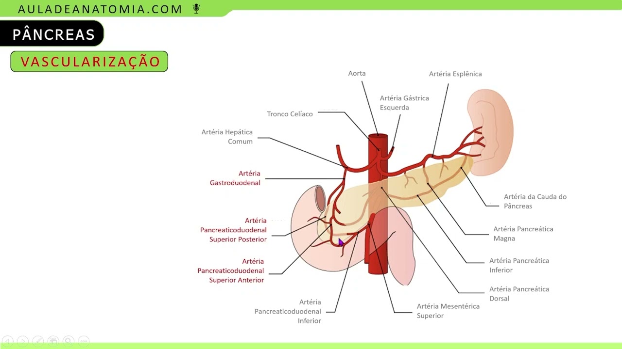 VASCULARIZAÇÃO E INERVAÇÃO DO PÂNCREAS #anatomy #medicina #medico #gastrology #fisioterapia