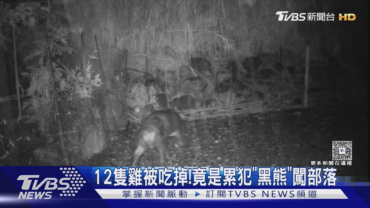 影音/黑熊闖雞舍「吃掉12隻雞」!晶片一掃竟是累犯 去年才野放