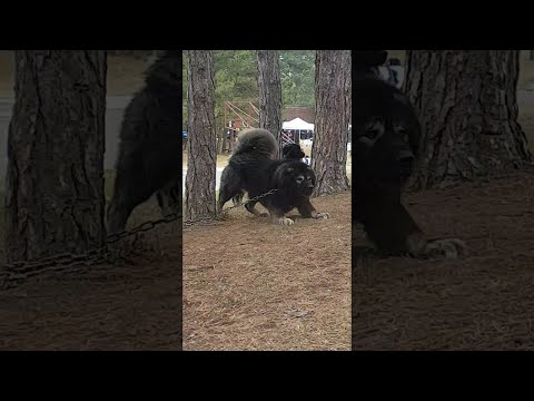 Huge Guard Dog Scares Passers-By || ViralHog