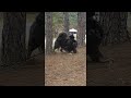 Huge Guard Dog Scares Passers By ViralHog