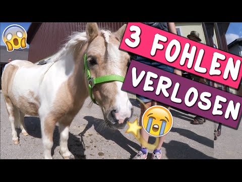 Verlosung 3 Fohlen! ✮ Pferdemarkt 2016 ♥