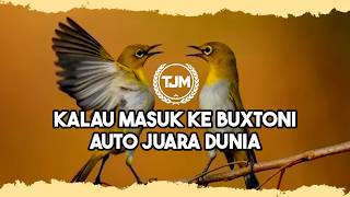 Download lagu 🔴 LIVE Masteran Pleci Buxtoni Juara Dunia Tembakan Mewah !!! mp3