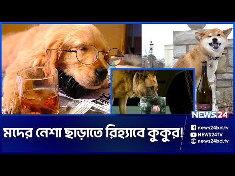 ম দ খেয়ে বেসামাল কুকুর | DOG | News24