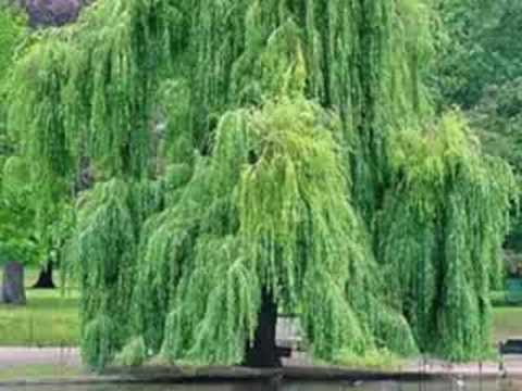 Video thumbnail for Willows on the Water