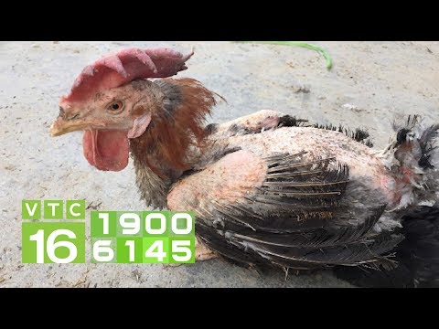 , title : 'Phác đồ trị bệnh cầu trùng cho gà con | VTC16'