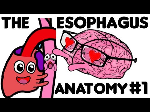 The Esophagus: Anatomy PART 1