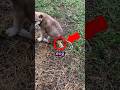 TAPEWORMS IN DOG Animalrescue Pets Doglover Dogs Tapeworm Dog Animalstories Cute Doglovers