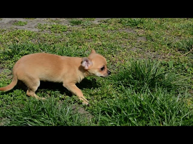 Chihuahua puppy for sale