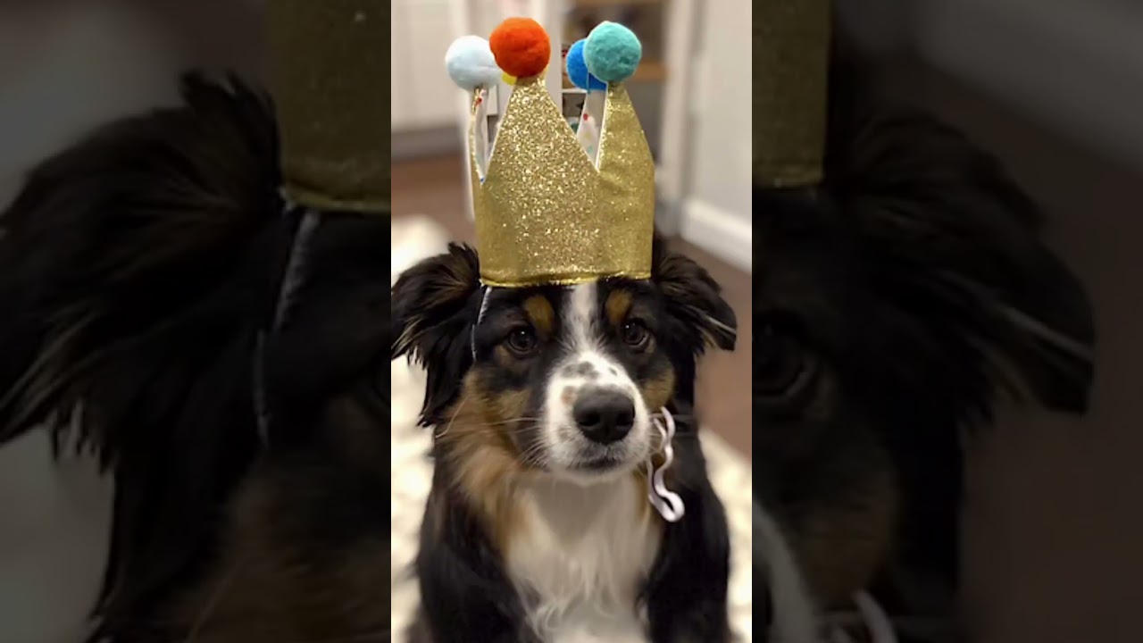 Enlarge Poppy, an adopted Australian Shepherd in Arlington, VA video 6/6