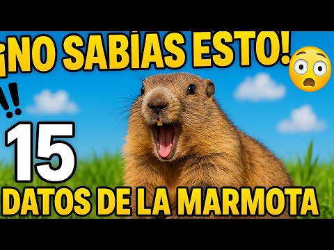 15 Datos Curiosos sobre las Marmotas que No Conocías
