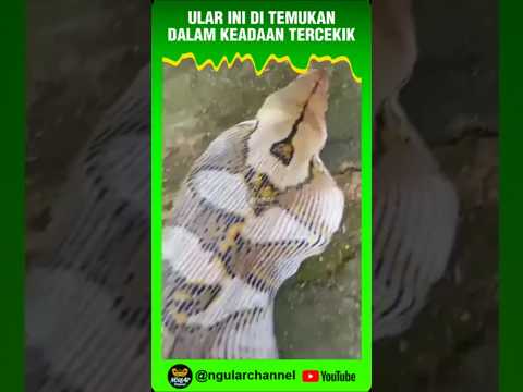 Ular ditemukan warga dalam keadaan tercekik #viral #short #ular #hewan