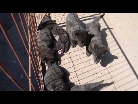 Щенки немецкой овчарки 1,5 месяца. Питомник «Schwarzer Fluss».