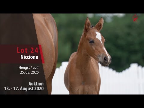 Online Fohlen-Auktion 13.- 17.8.20: Lot 24 Niccione Hengst v. Neverland WE - Vulkan