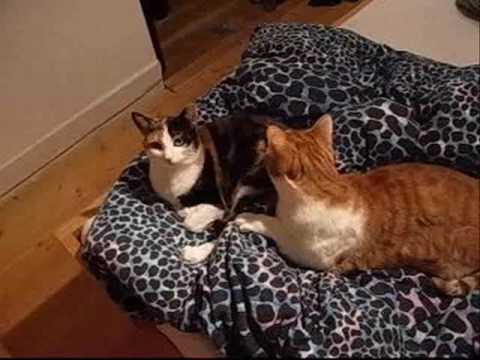 Nessun Dorma, Karaoke Version mit Euphonium