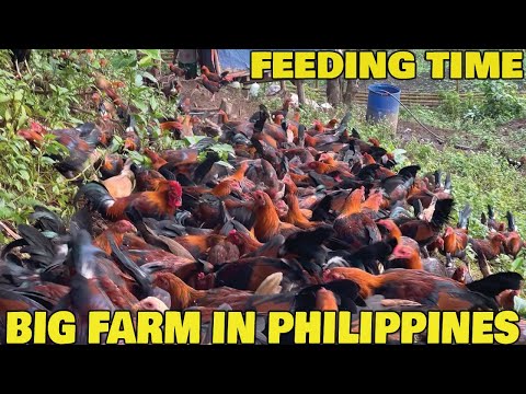 Beautiful View Feeding Time Lacson 88 Farm - Big Farm In The Philippines | Charlie Lacson