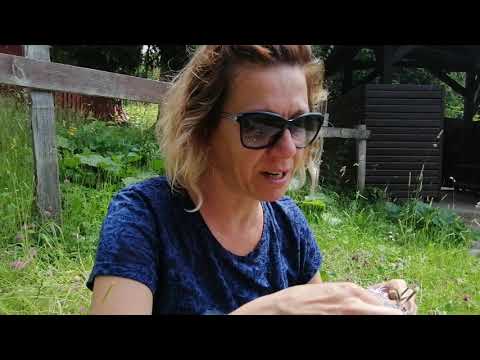 Smilje i bosilje Ibrišim karanfil