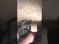 Pablo hitting himself in the face with his tail