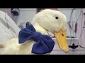 Today I Groomed A Disabled Duck Named Frankie