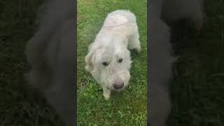 Video preview image #1 Pyredoodle Puppy For Sale in Cookeville, TN, USA