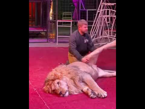 Unbelievable chiropractic adjustment for lion 😱