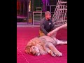 Unbelievable chiropractic adjustment for lion 😱