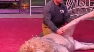 Unbelievable chiropractic adjustment for lion 😱