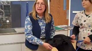 preview picture of video 'Pet Teeth Cleaning Veterinarian (847) 742-3906  (South Elgin IL St Charles IL Dundee)'