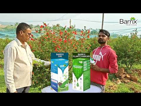 More Flowers, More Fruits! | Yatish’s Pomegranate Success with Barrix Siri & Barrix Plantcharger 🌸🍎