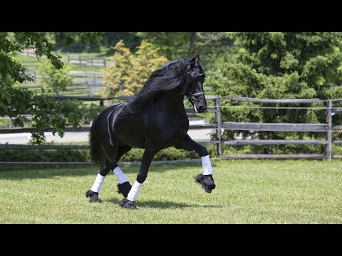 A Day in the Life of Tjalbert 460 at Iron Spring Farm - KFPS Friesian Dressage Stallion