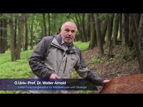 Vetmeduni Vienna: Forschung für große und kleine Tiere - Teil 4 Universitas