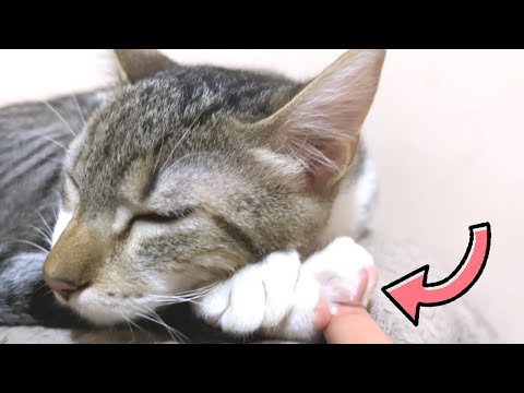 Cutest Kittens Let Me Touch Their Paw Pads?