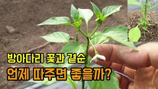 고추농사 고추정식후 방아다리꽃과 고추곁순은 언제 어떻게 제거하면 좋을까요? 고추 빨리 키우는 방법