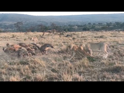 Young male lion coalition takes on an angry hyena clan