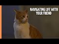 Chasing Whiskers Navigating Life With Your Feline Friend Full Documentary