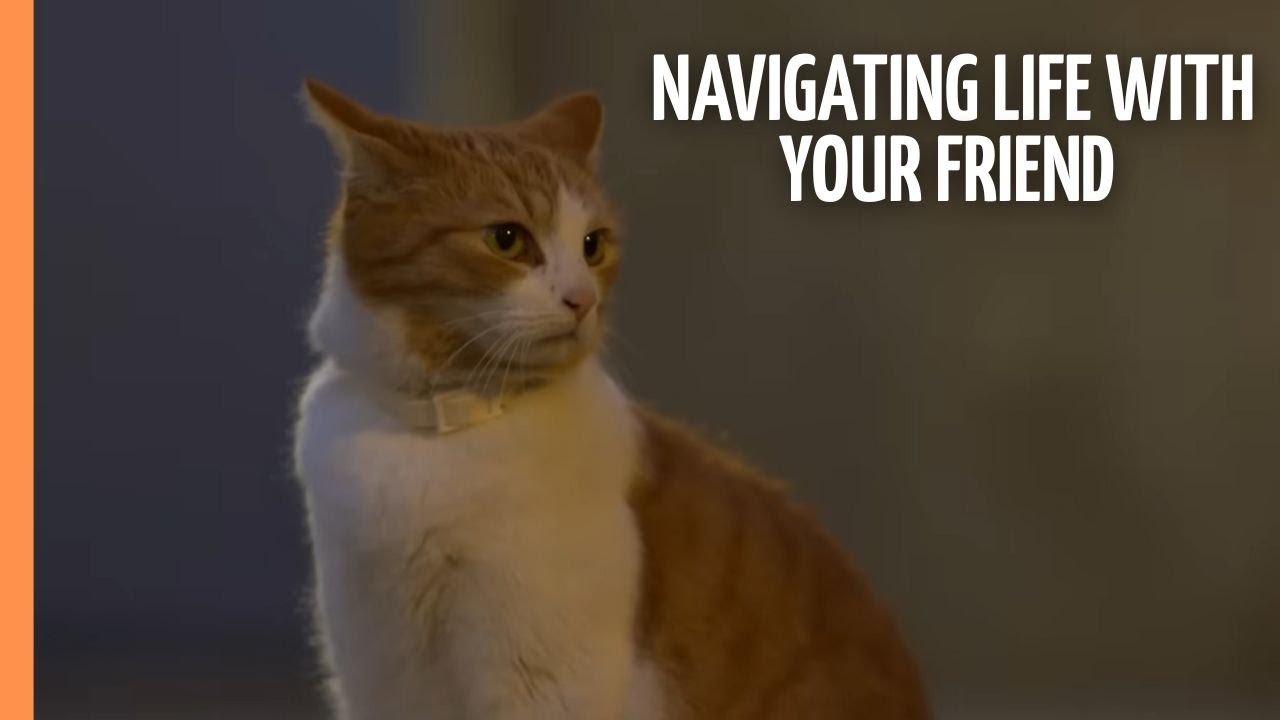 Chasing Whiskers: Navigating Life with Your Feline Friend | Full Documentary