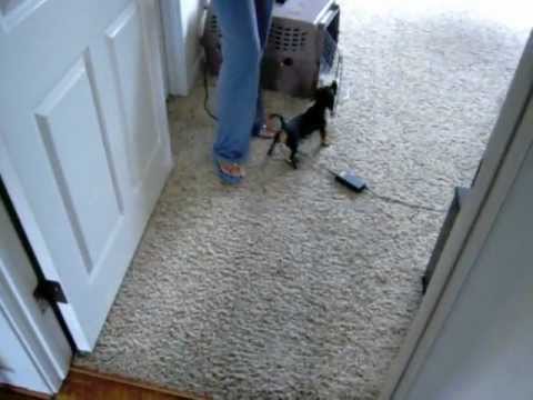 Oscar  a puppy life 1