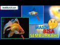 Insang Ikan Hias Menjadi Merah