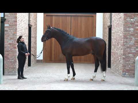 Flacon Hengstpräsentation 2022