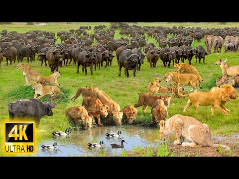 4K African Wildlife: Kwazulu-Natal, South Africa - Most Amazing Animal Encounters With Real Sounds