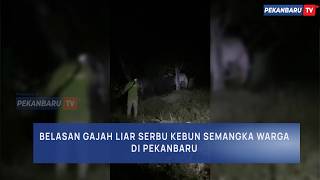 Kawanan Gajah Petapahan Rusak Kebun Warga Di Pekanbaru