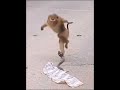 Monkey Comedy Video Bandar Shorts