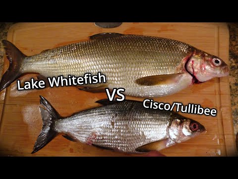 Comparing Lake Whitefish and Cisco/Tullibee (Fish Identification)